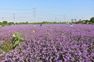 马鞭草花海