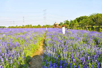 薰衣草花海