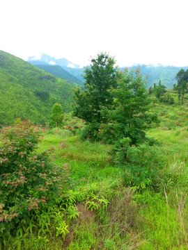 荒山野岭