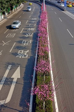 道路 鲜花 隔离带