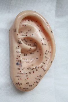 耳朵学位模型