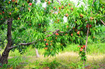 结满果实的桃树