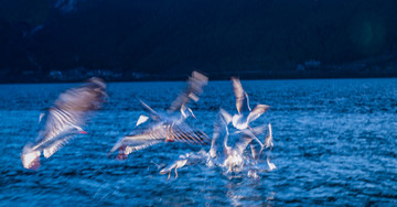 泸沽湖海鸥