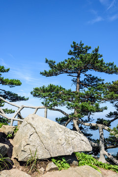 天堂寨风景区山石和黄山松