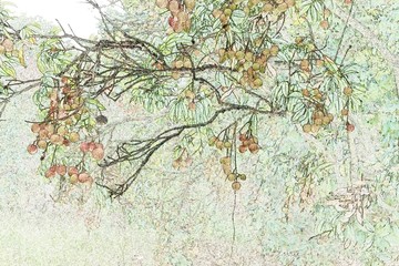荔枝 插圖 裝飾畫 國畫