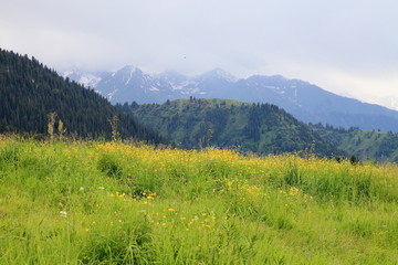 天山草甸