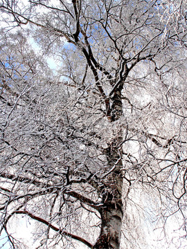 森林积雪