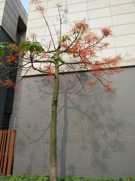 大黄花 花 植物 春天 小红花