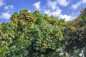 荔枝