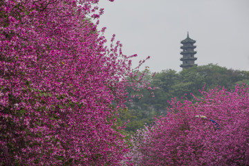 柳州紫荆花海