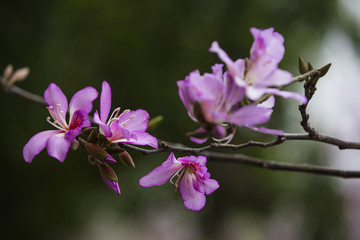 紫荆花