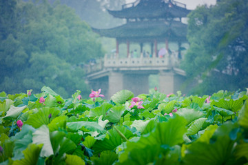 西湖风景