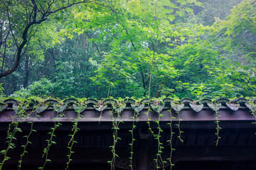 西湖风景