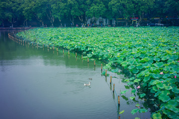 西湖夏日