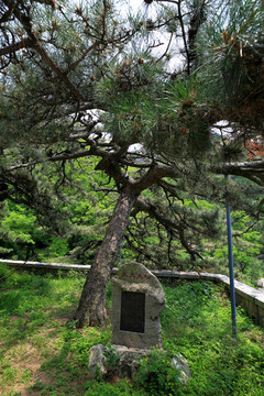 泰山风景名胜区五大夫松