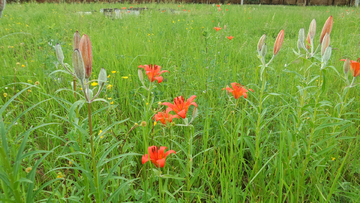 野百合花