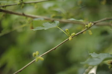 青涩果实桑椹