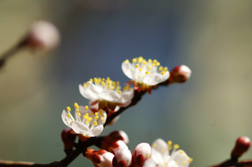 桃花特写