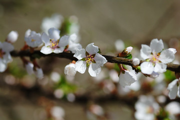 桃花特写