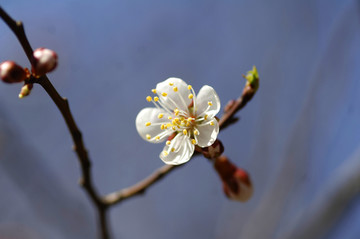 桃花特写