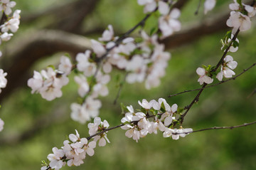 粉红色桃花