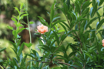 石榴花