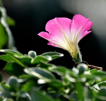 矮牵牛花