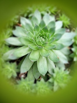 多肉植物