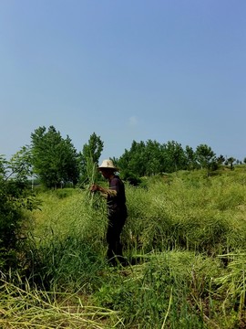 收割油菜籽