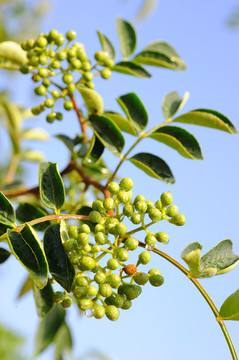 花椒种植高清大图