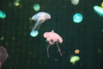海底奇妙的海洋生物水母