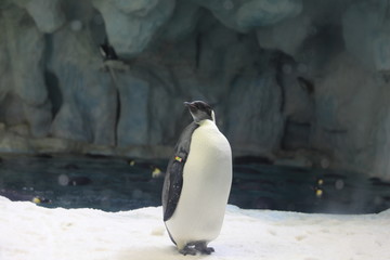 企鹅保护环境