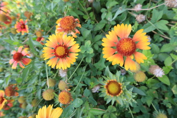 鮮花