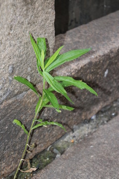 墙缝里的小草