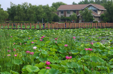 菱溪公园赏荷