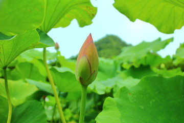 荷花花蕾