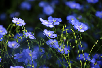 蓝花背景