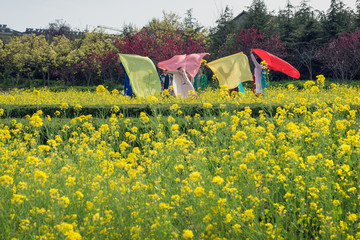 油菜花田