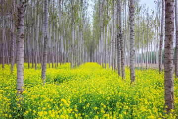 油菜花田