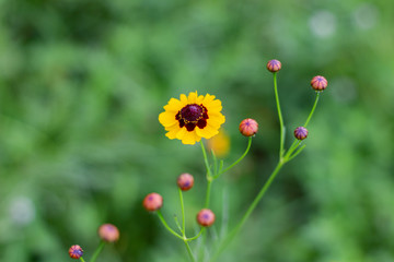 蛇目菊