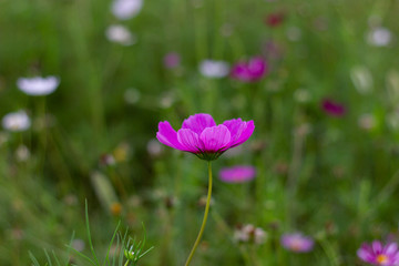 格桑花波斯菊