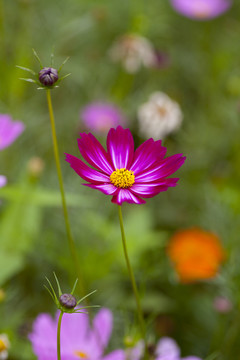 格桑花