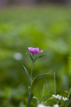 石竹花