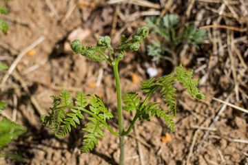 蕨菜野菜采摘