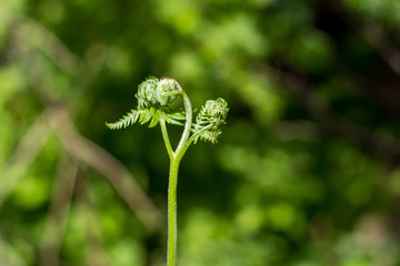 蕨菜野菜采摘