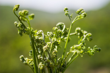 蕨菜野菜采摘