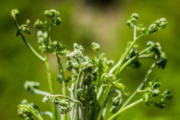 蕨菜野菜采摘