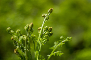 蕨菜野菜采摘