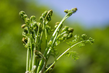 蕨菜野菜采摘