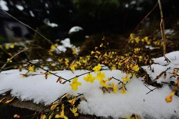 雪中迎春花